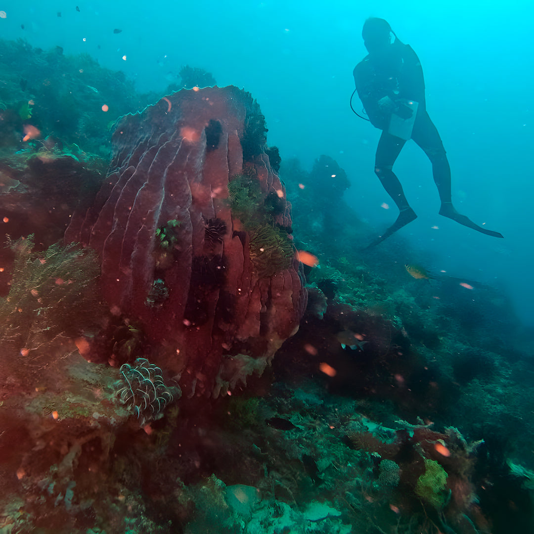 Curso de Divemaster de PADI