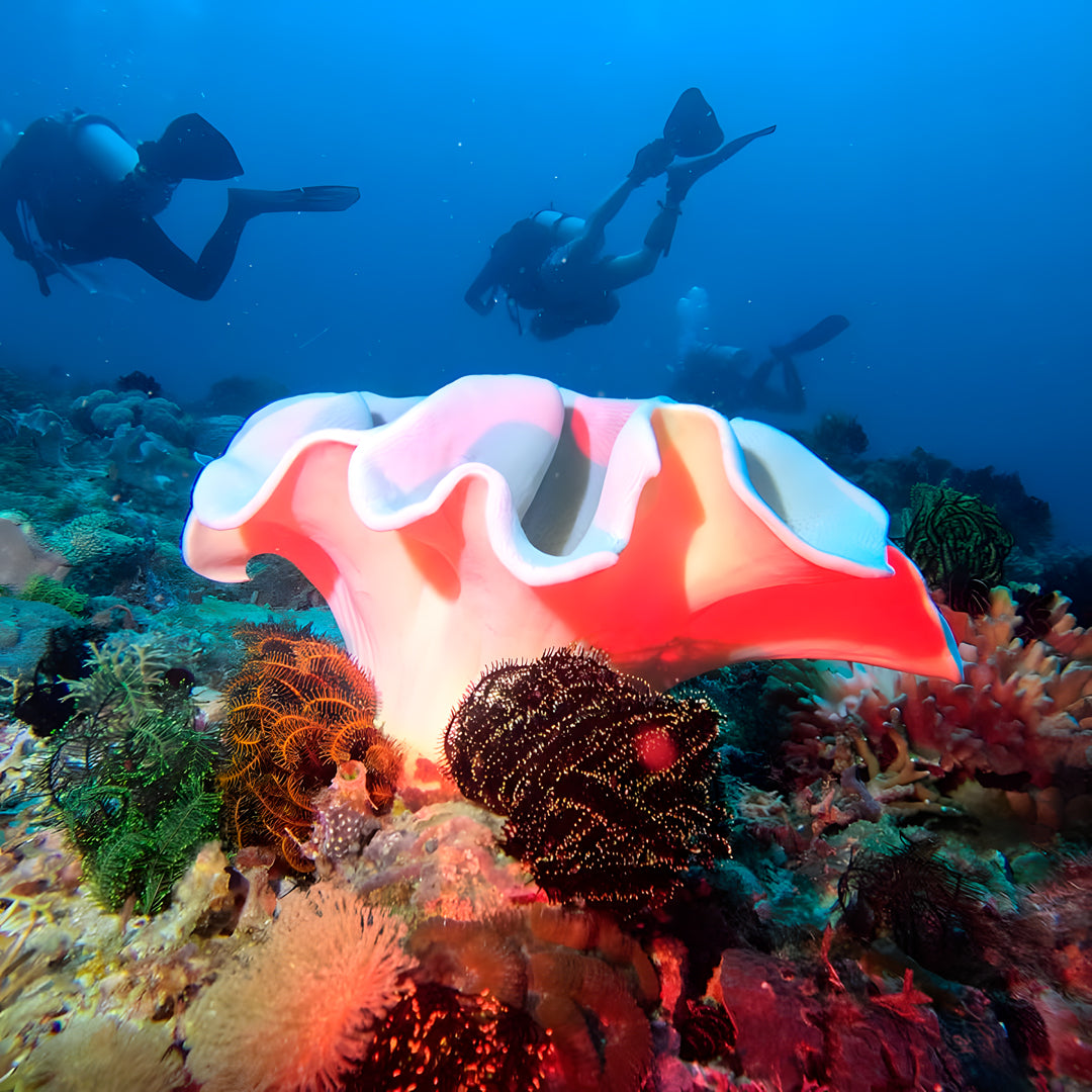 11D10N Buceo Ticao Plus