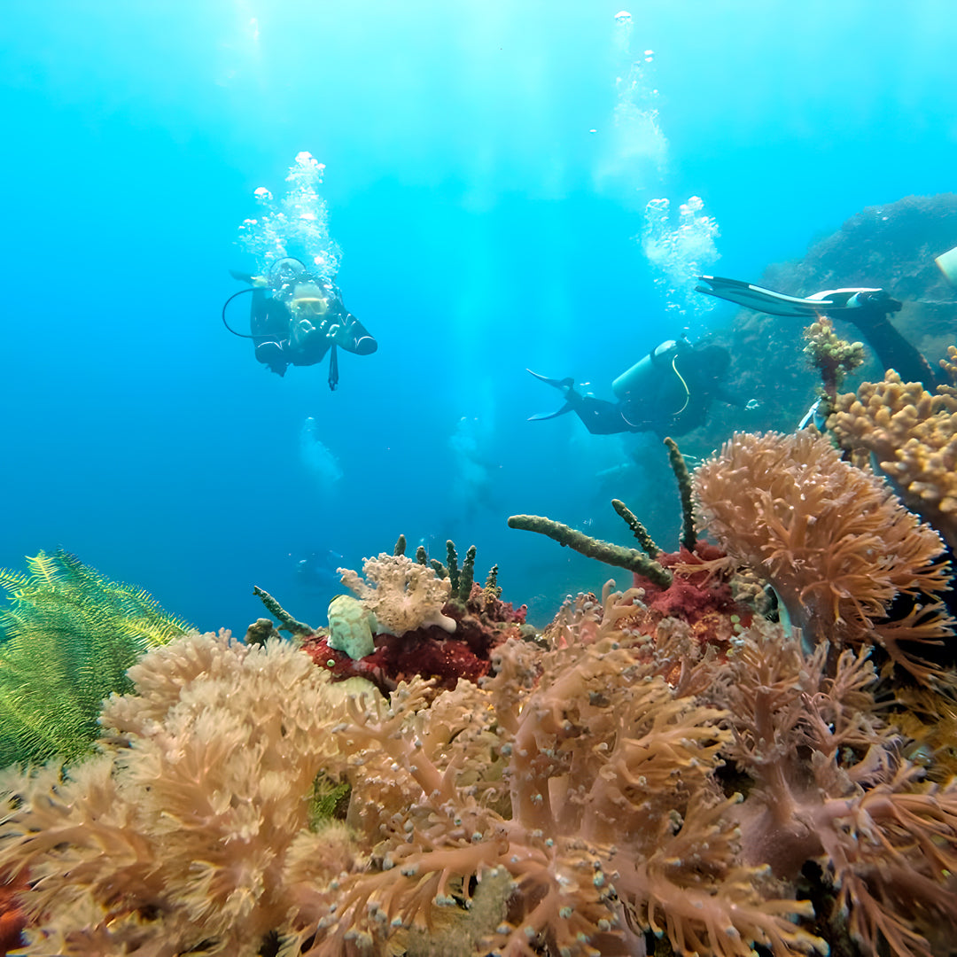 5 días y 4 noches de buceo en Ticao y más