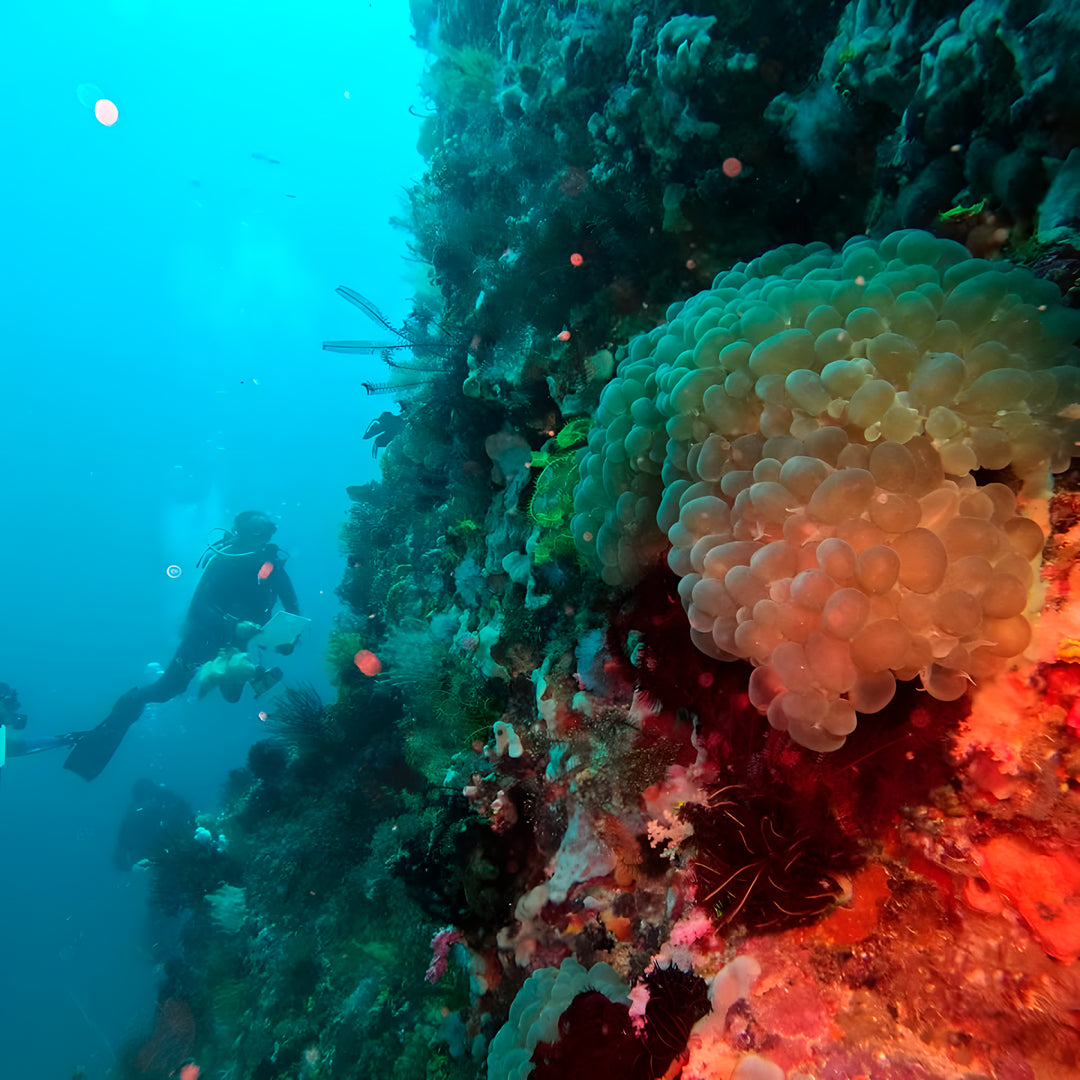 8D7N Buceo y Relax