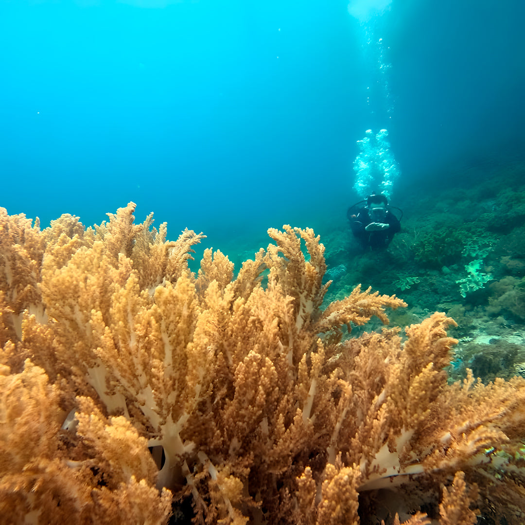 Buceo recreativo - Isla Ticao