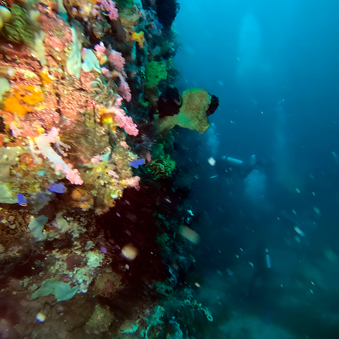 Buceo recreativo - Isla Ticao