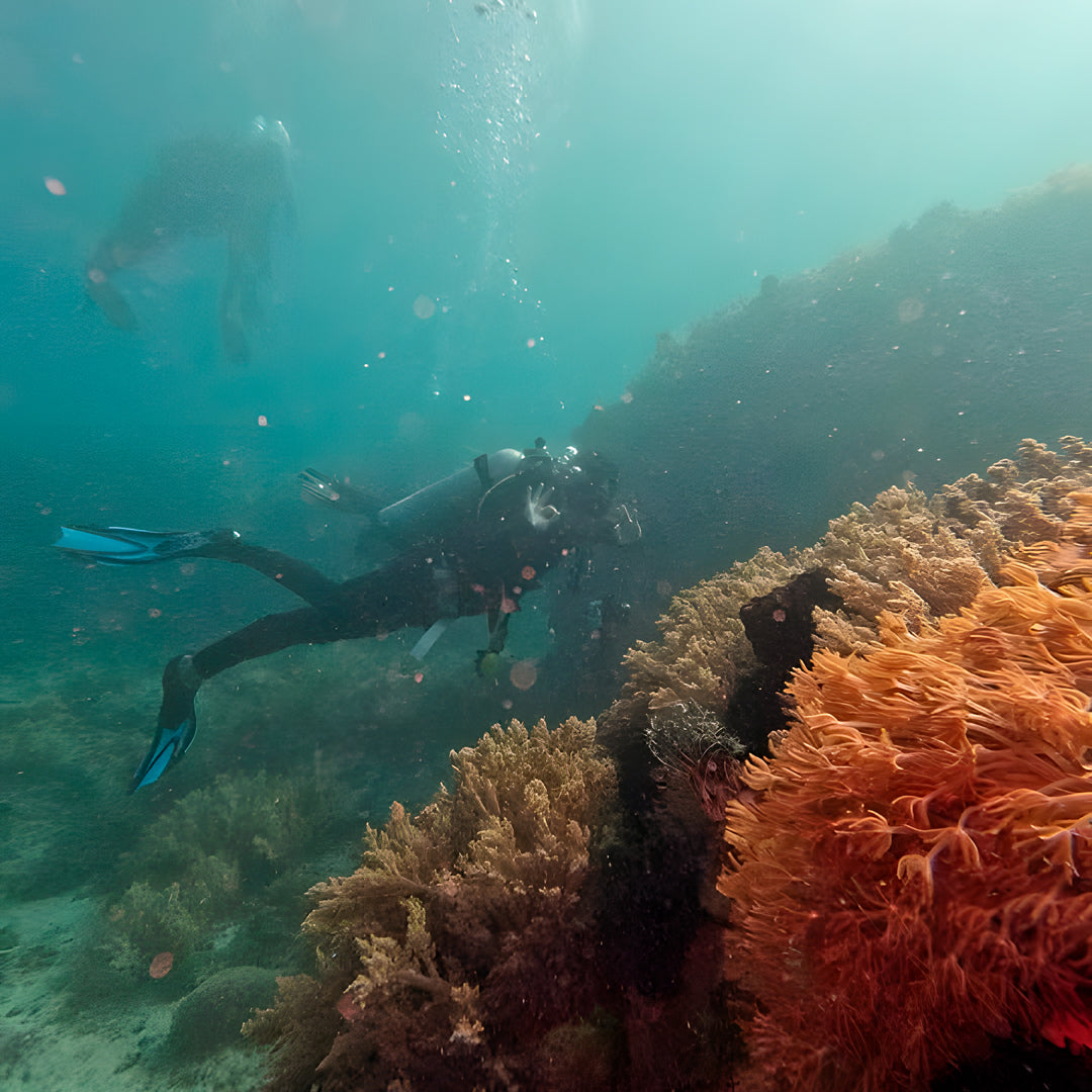 5 días y 4 noches de buceo en Ticao y más