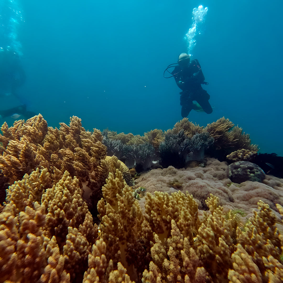 PADI Rescue Diver in Ticao Island
