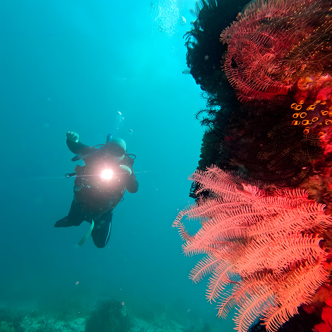 5 días y 4 noches de buceo en Ticao y más