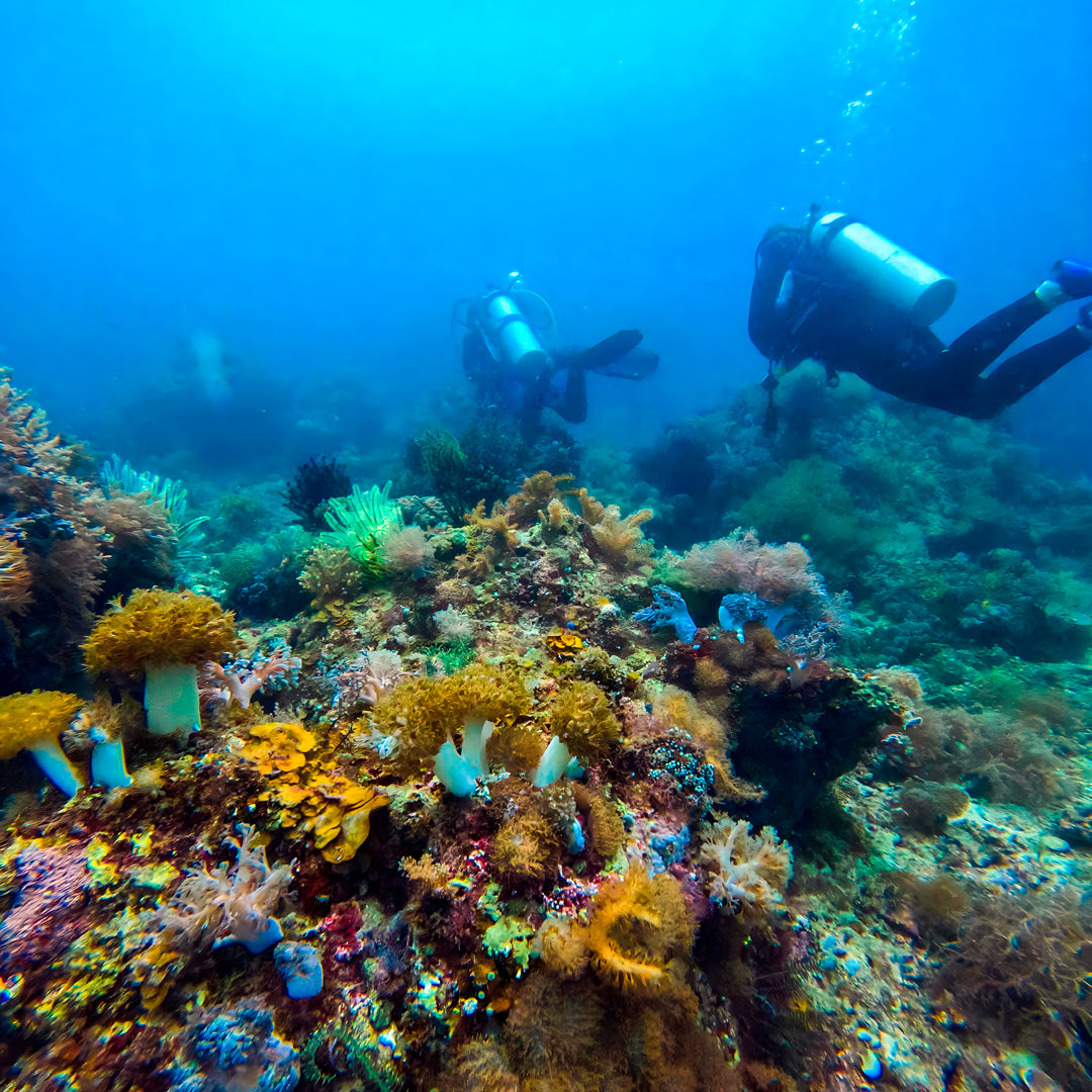 11D10N Buceo Ticao Plus