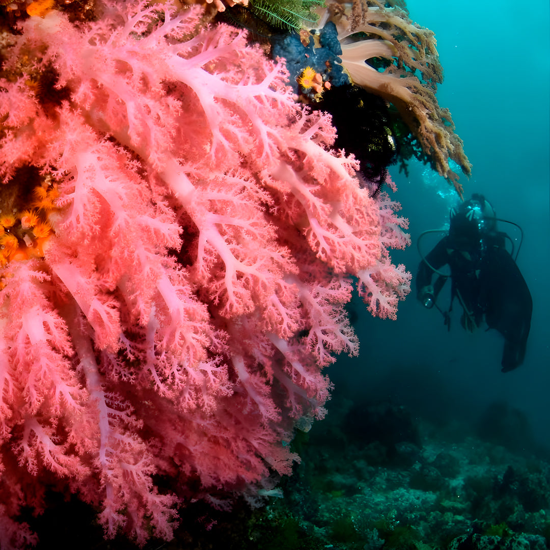 PADI Rescue Diver in Ticao Island