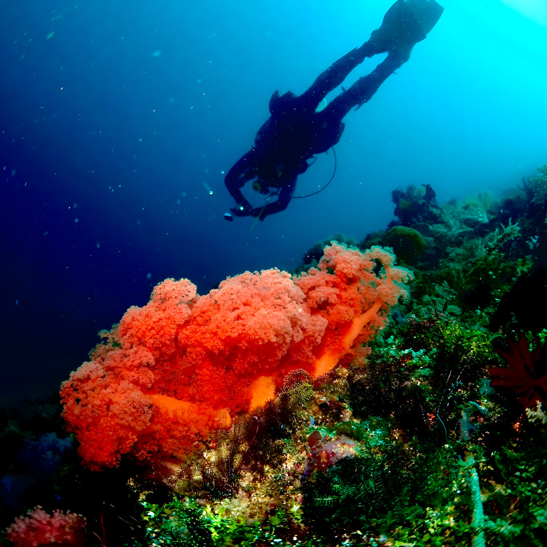 5 días y 4 noches de buceo en Ticao y más