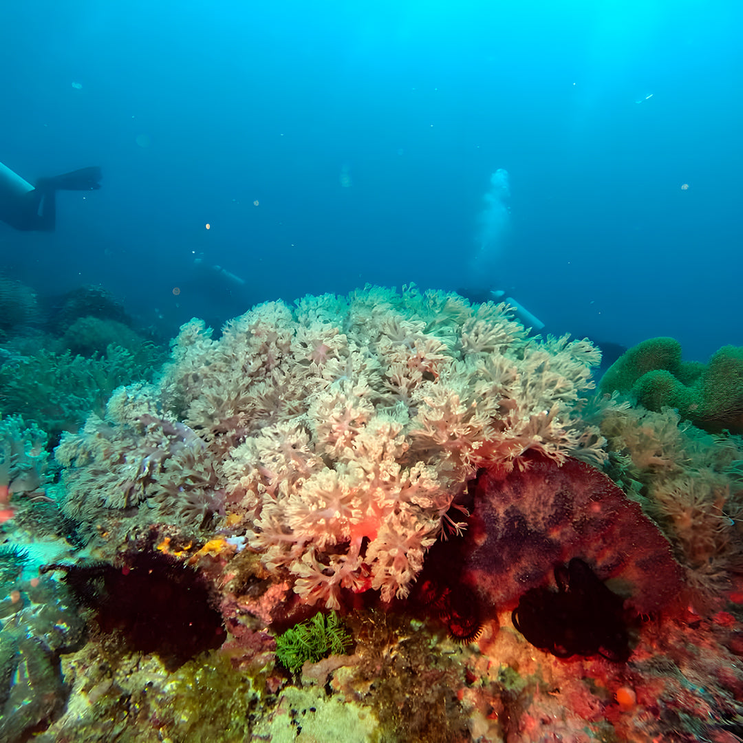 5 días y 4 noches de buceo en Ticao y más