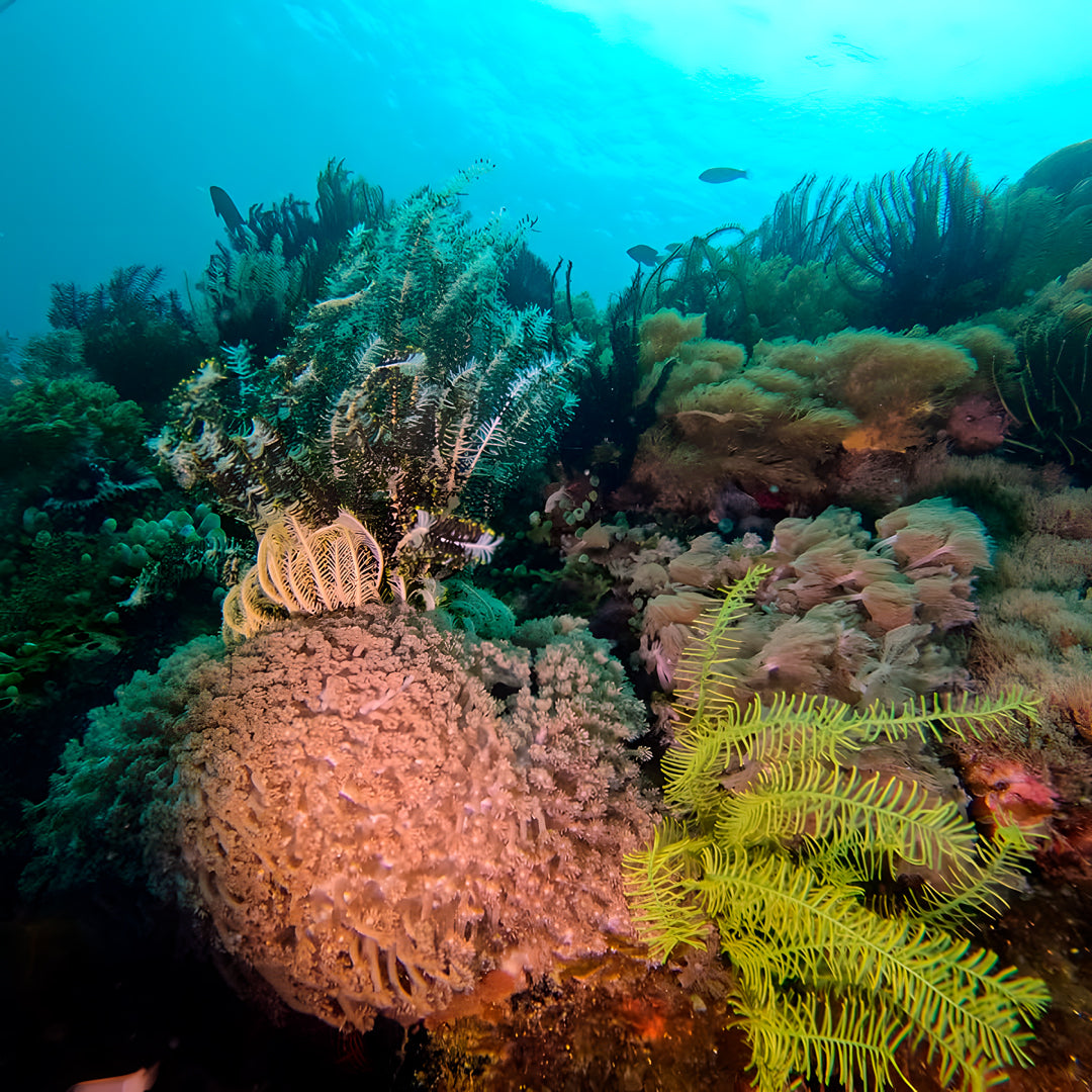 5 días y 4 noches de buceo en Ticao y más