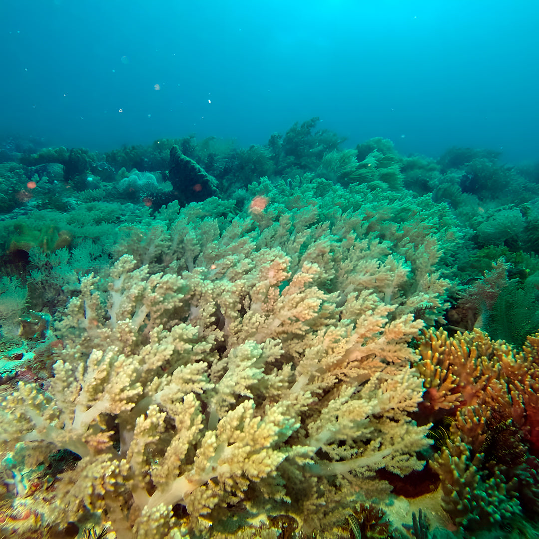 5 días y 4 noches de buceo en Ticao y más