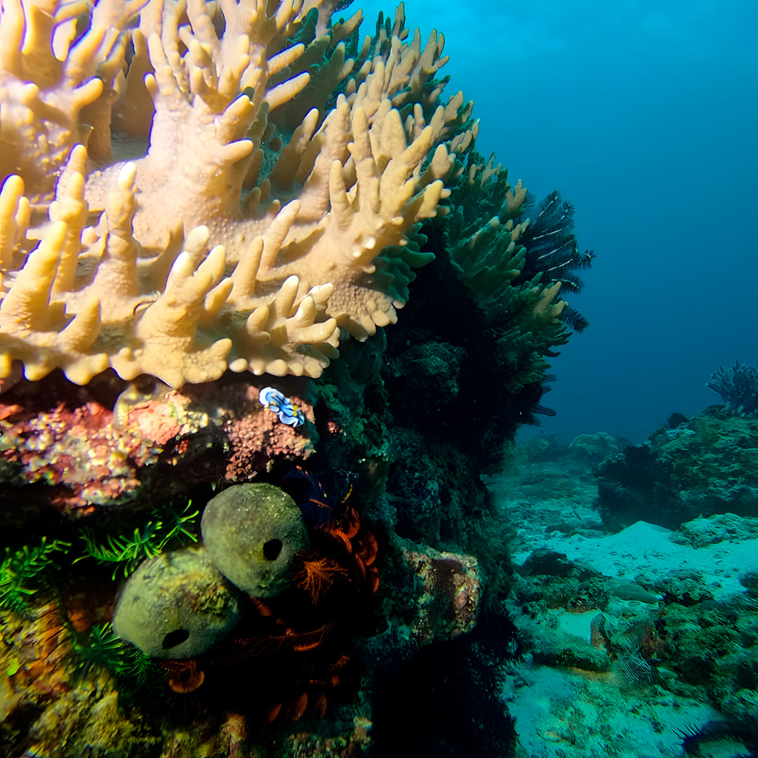 5 días y 4 noches de buceo en Ticao y más