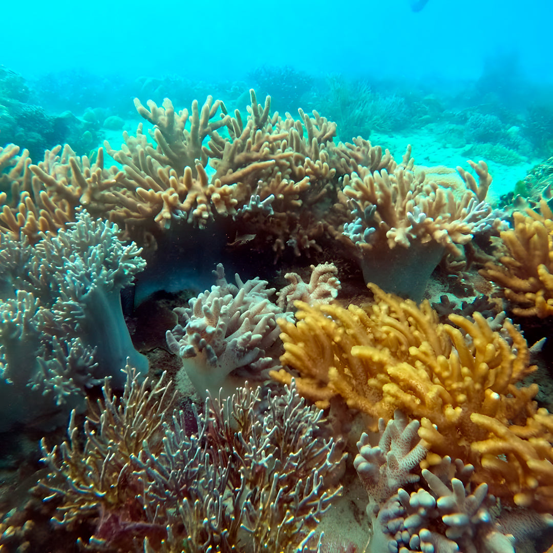 8D7N Buceo y Relax