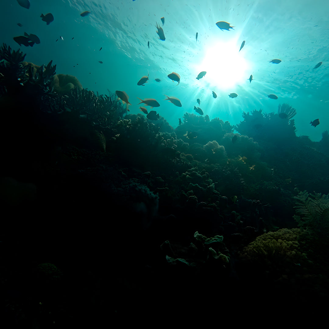 8D7N Buceo y Relax