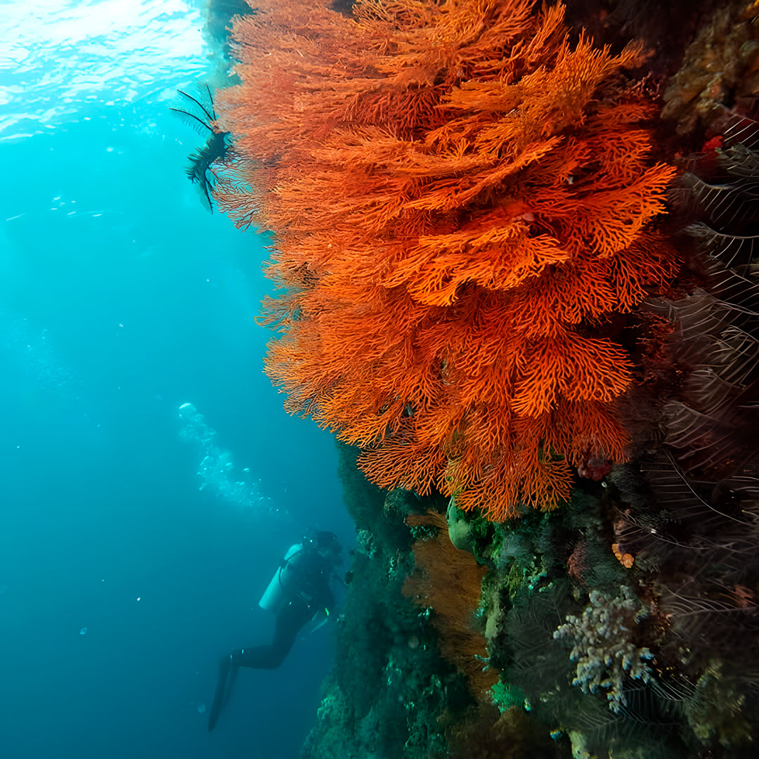 8D7N Buceo y Relax