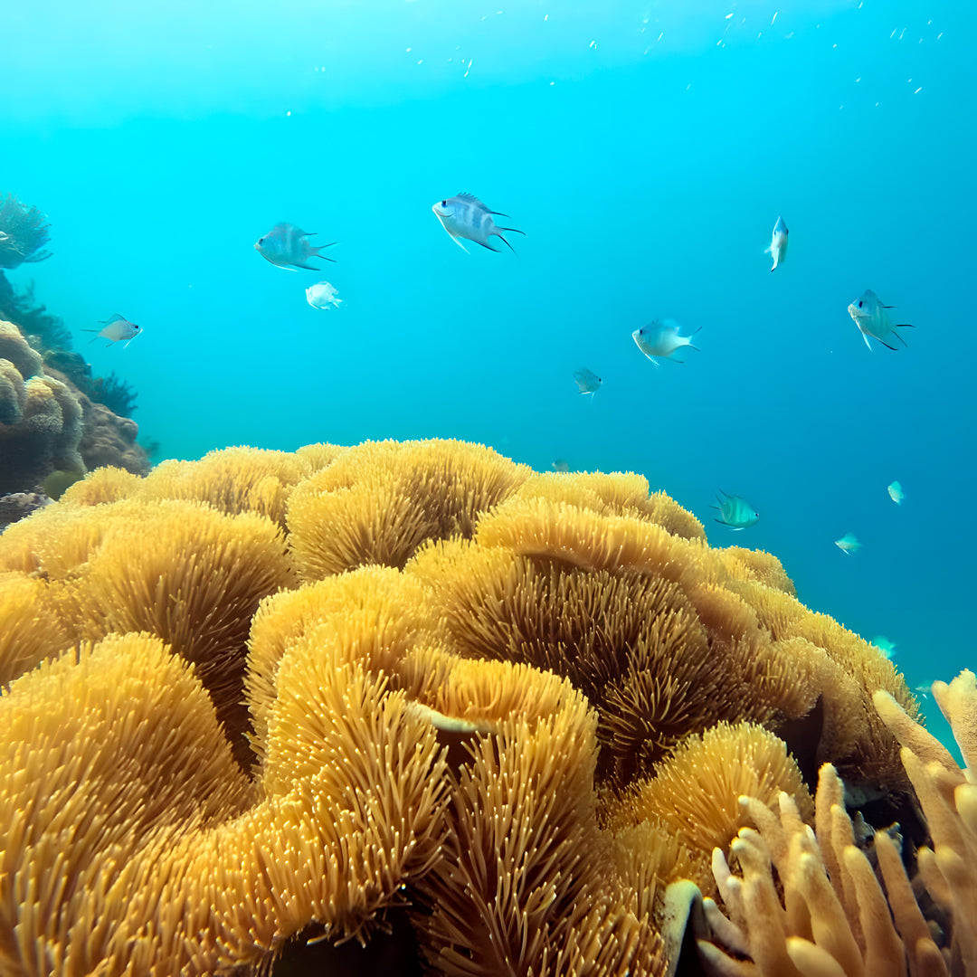11D10N Buceo Ticao Plus