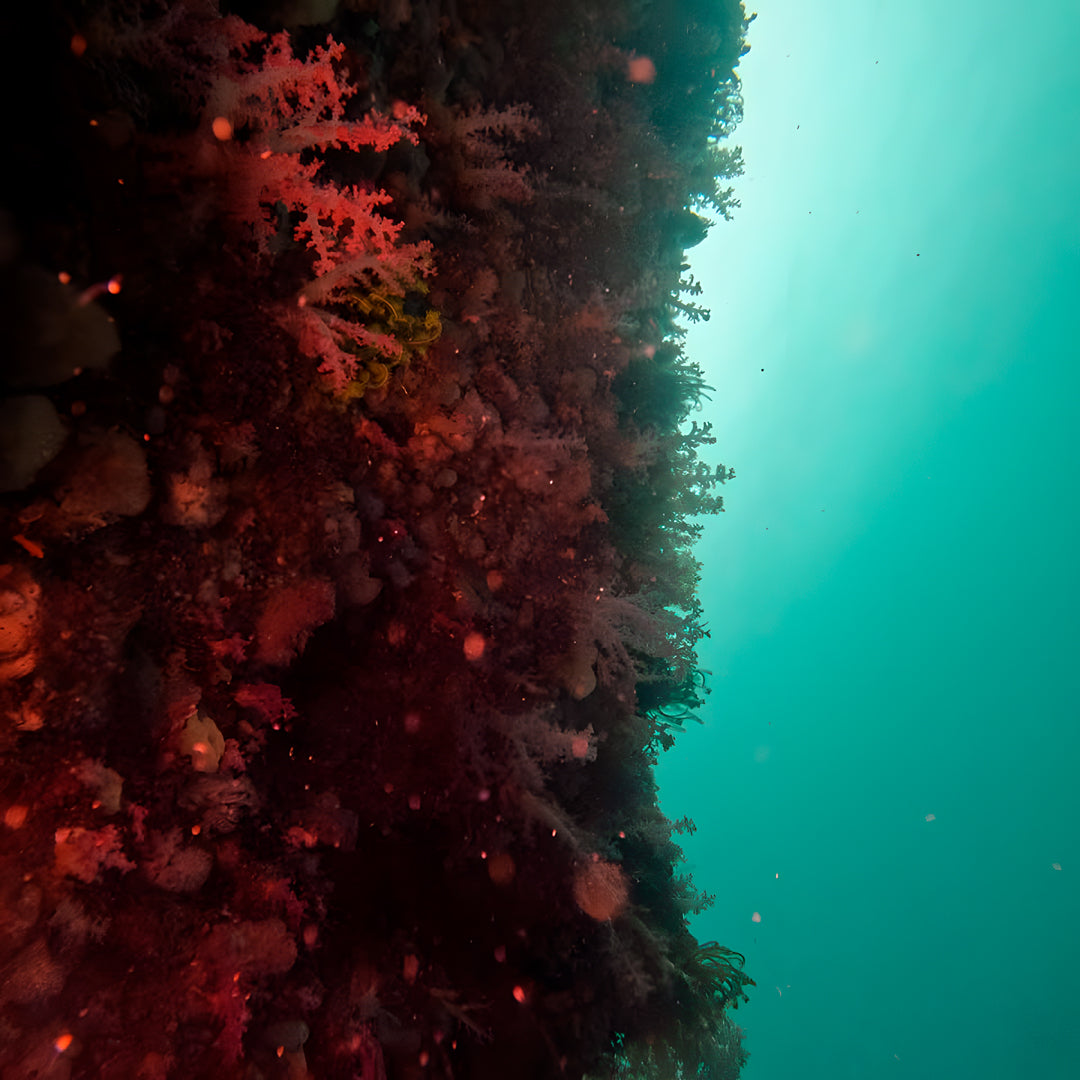 11D10N Buceo Ticao Plus
