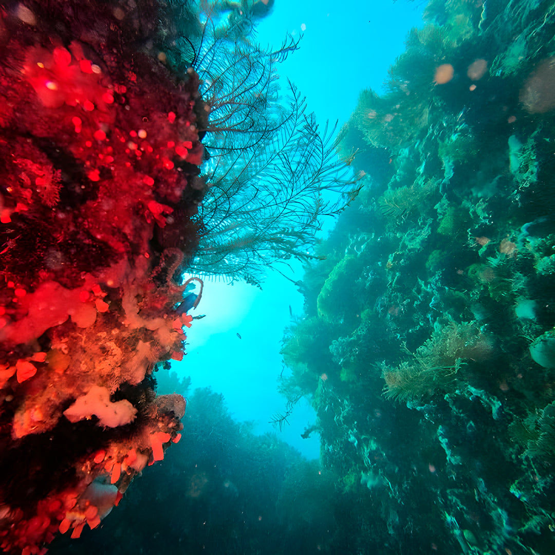11D10N Buceo Ticao Plus