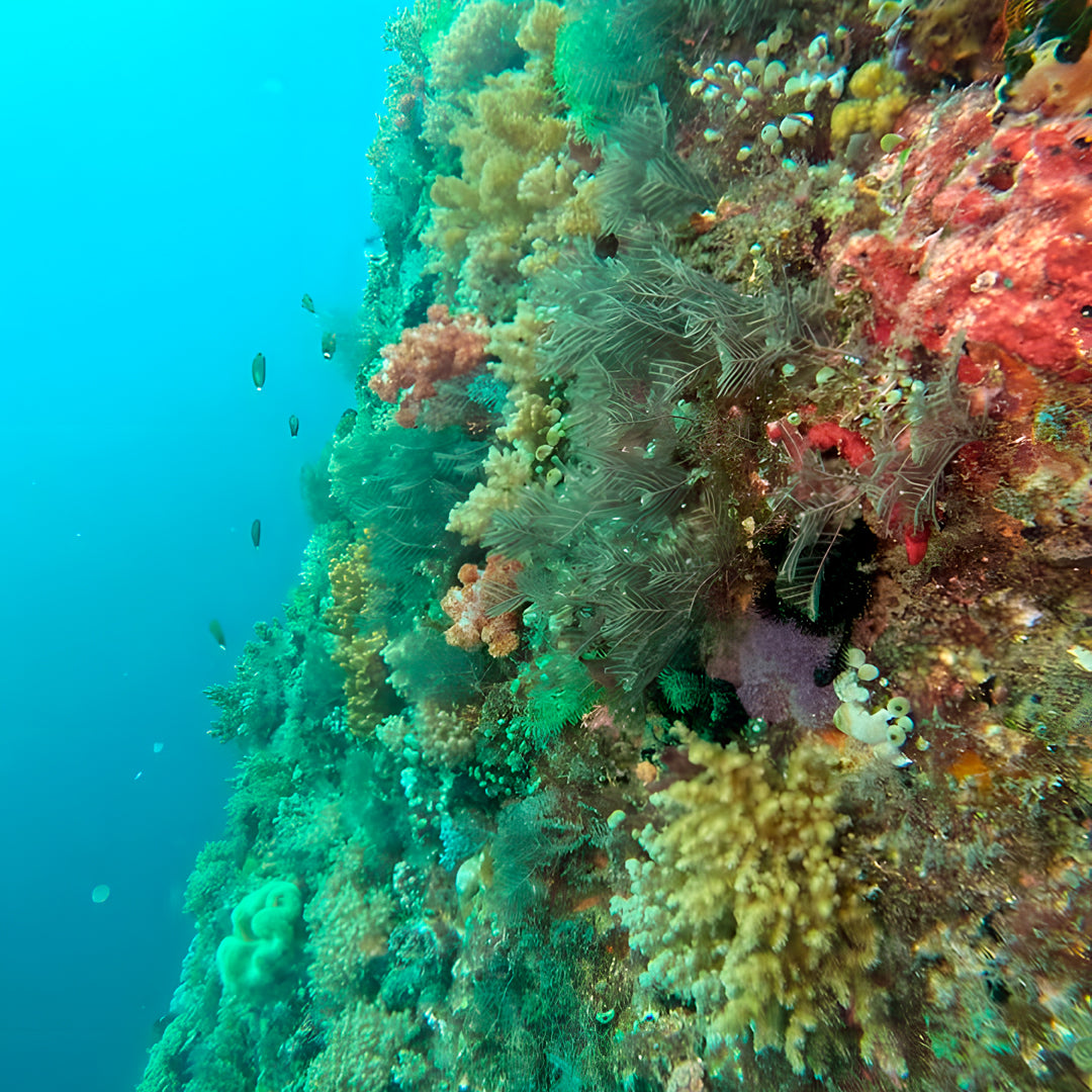 Buceo recreativo - Isla Ticao