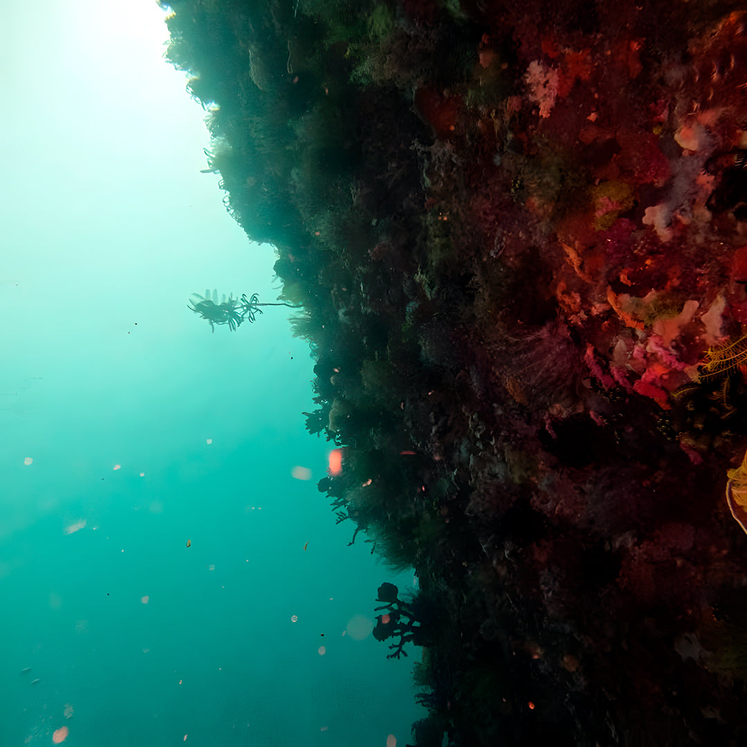Buceo recreativo - Isla Ticao