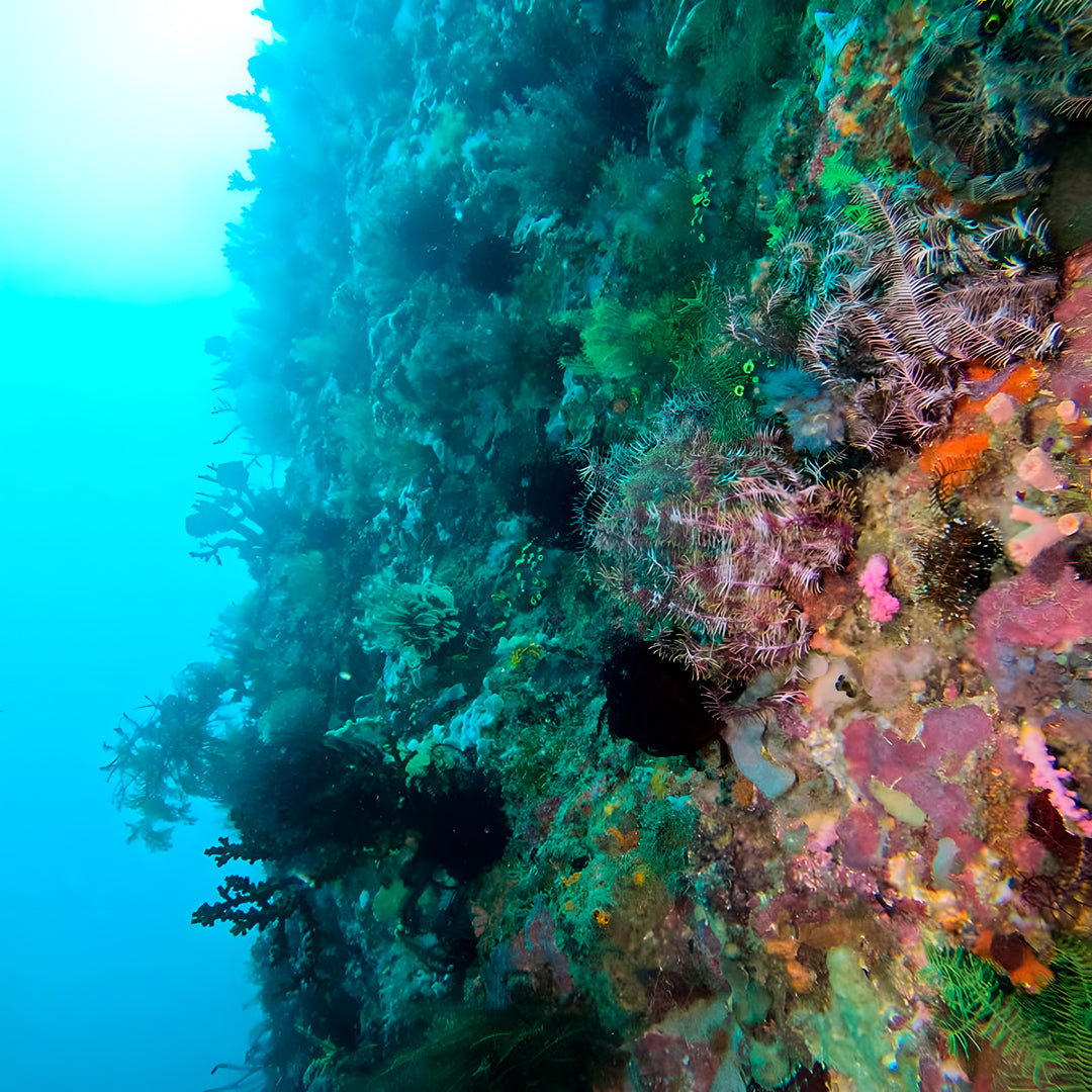 Buceo recreativo - Isla Ticao