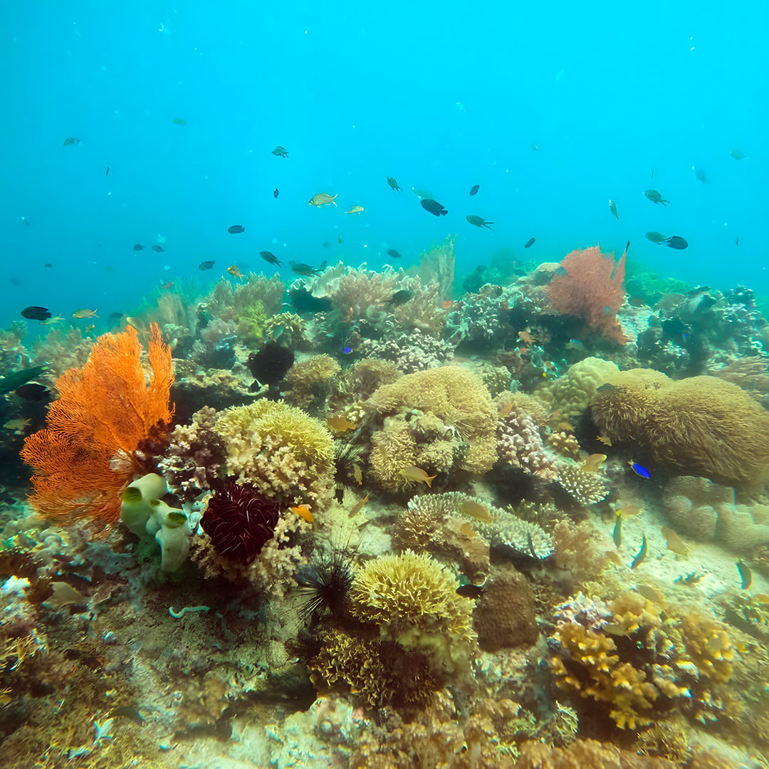 Buceo recreativo - Isla Ticao