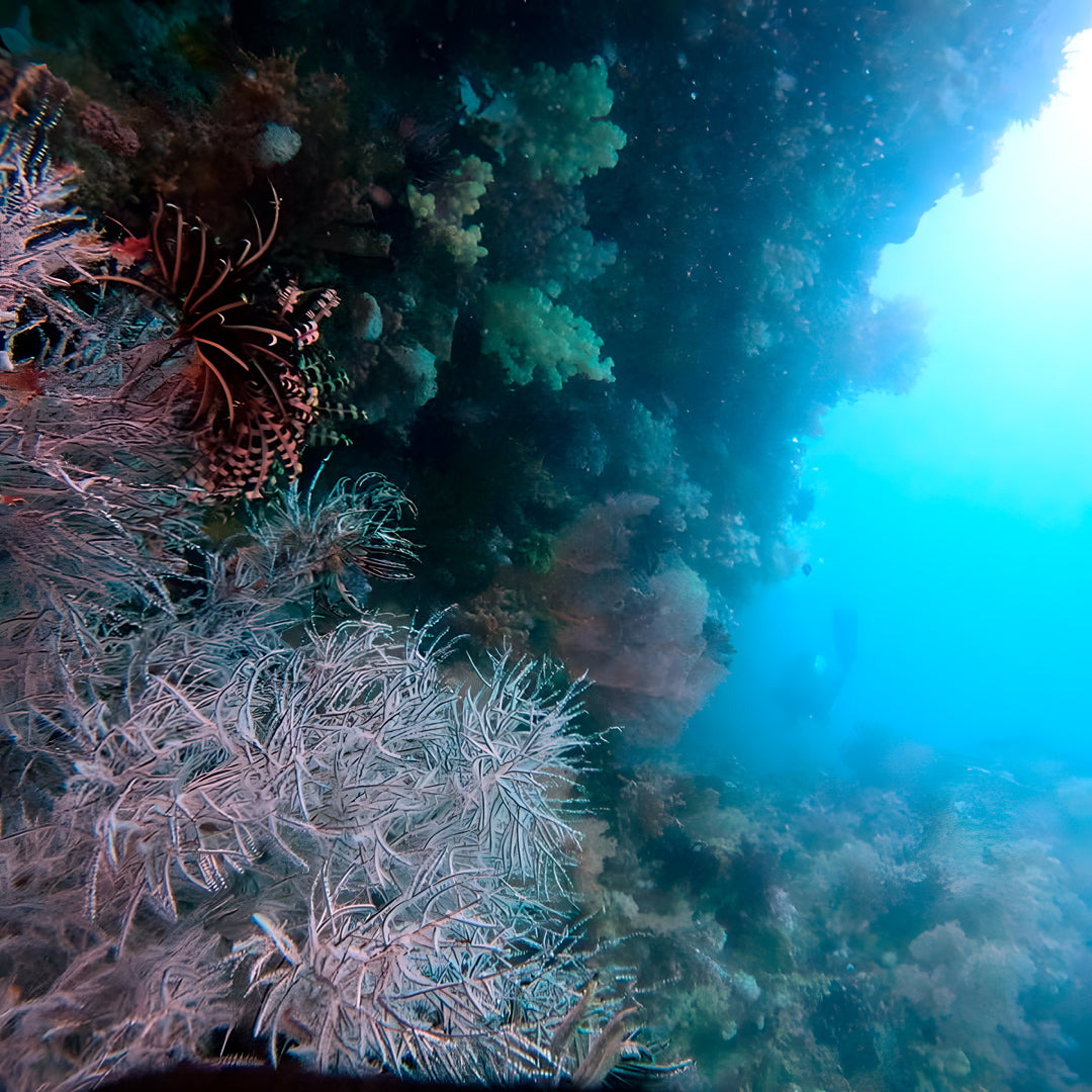 PADI Discover Scuba Diving