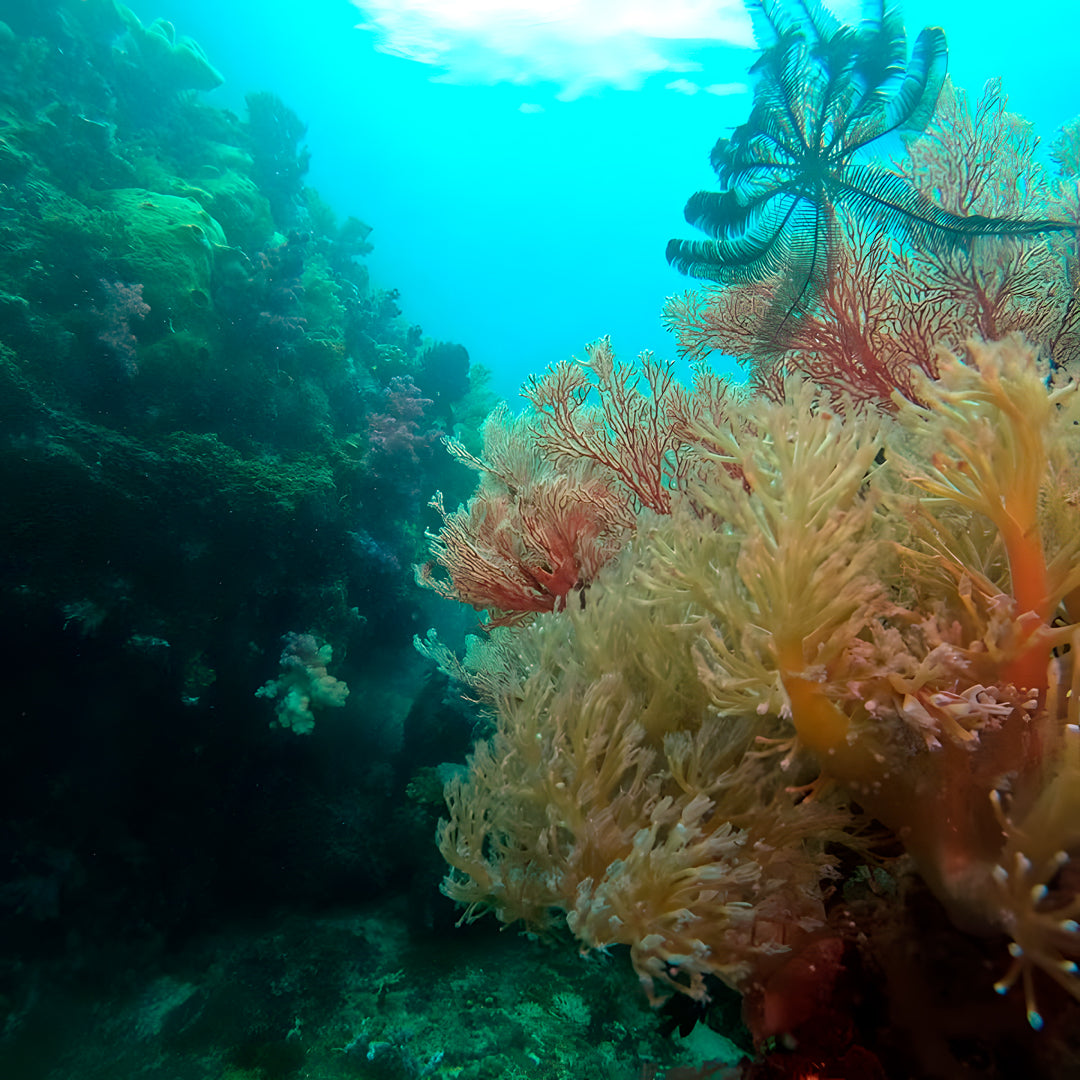 PADI Discover Scuba Diving