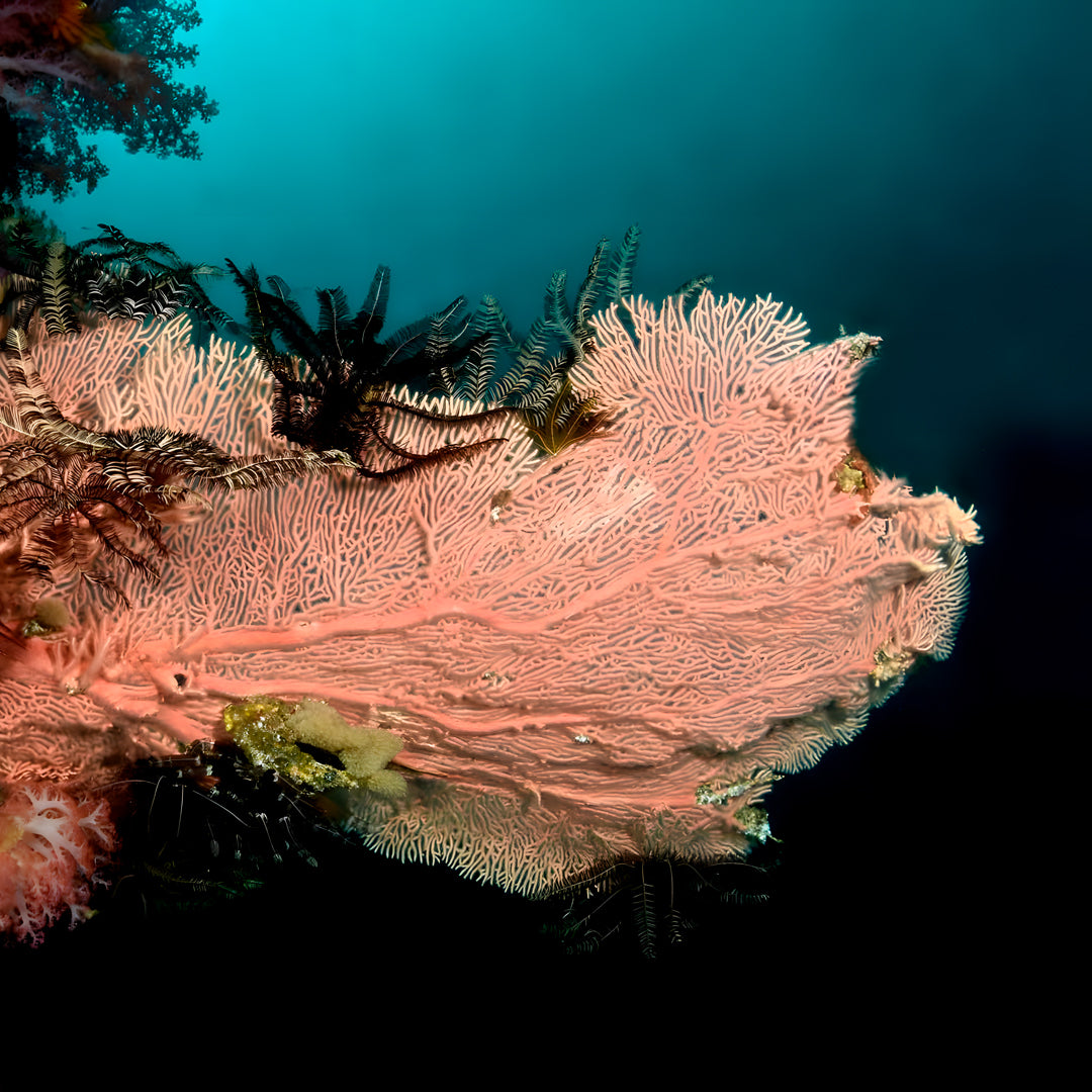 PADI Discover Scuba Diving