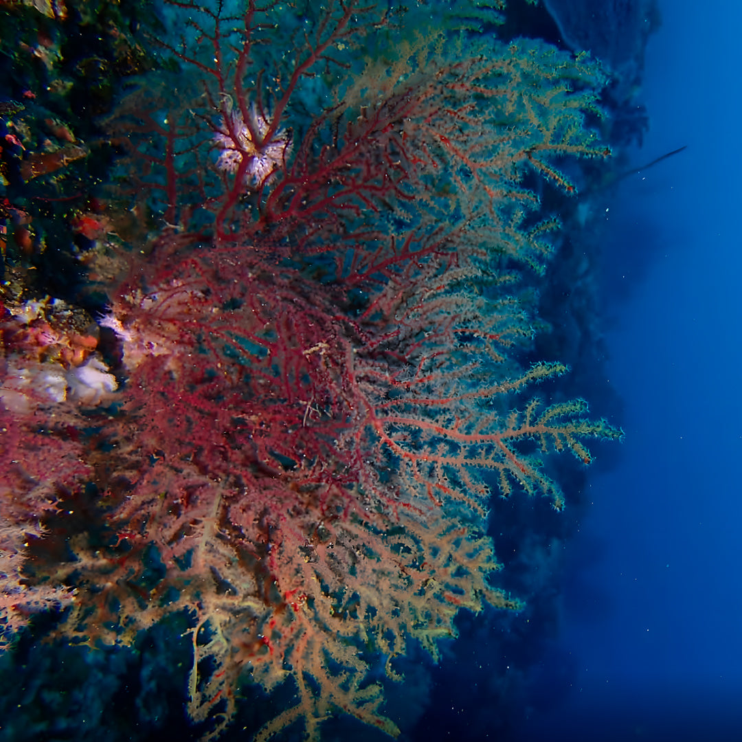 Curso de Divemaster de PADI