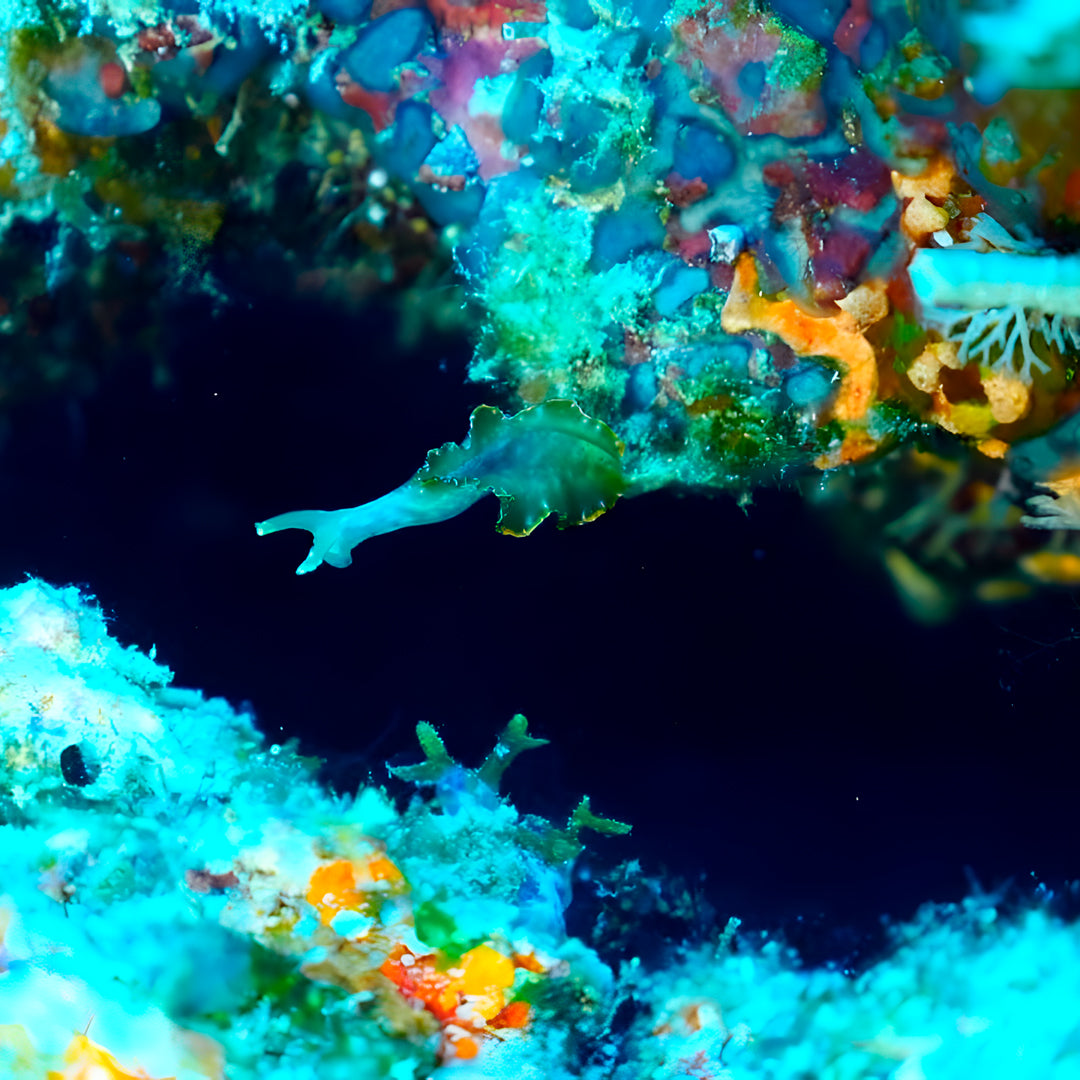 Curso de Divemaster de PADI