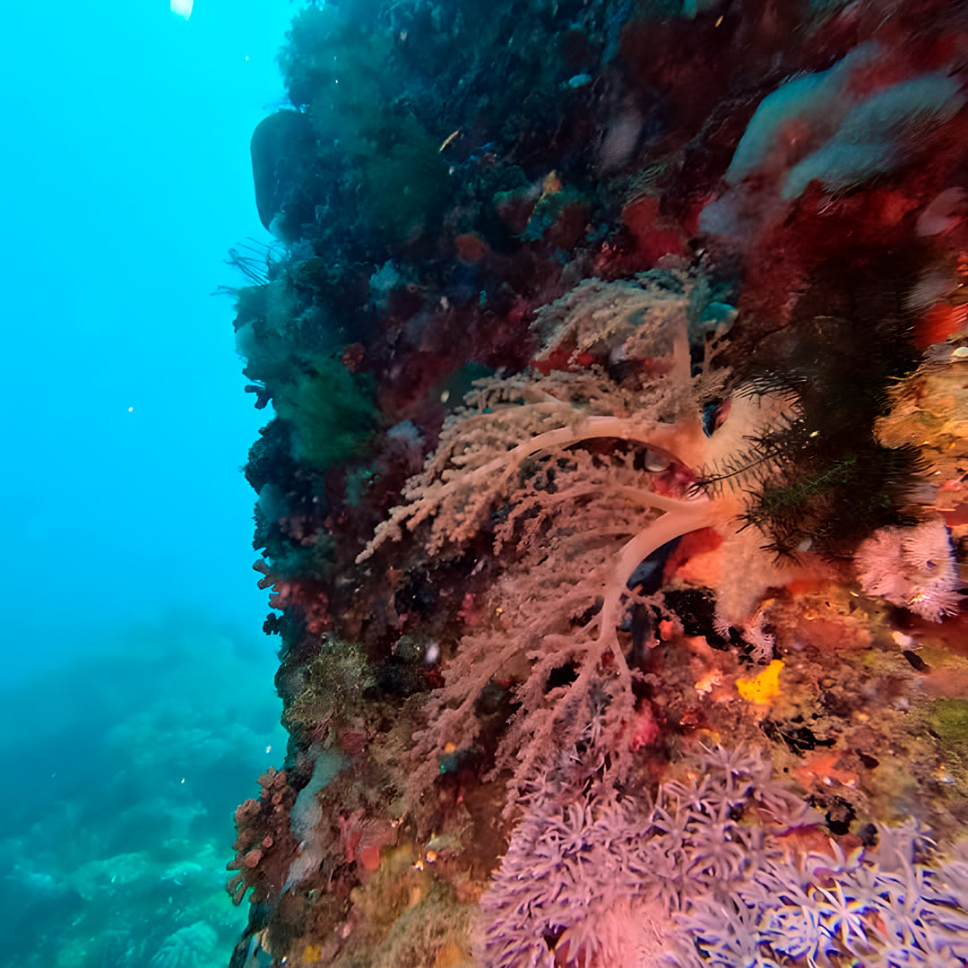 PADI Enriched Air (Nitrox) Diver Course in Ticao Island