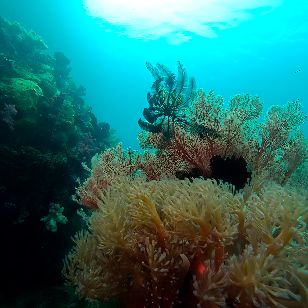 PADI Enriched Air (Nitrox) Diver Course in Ticao Island