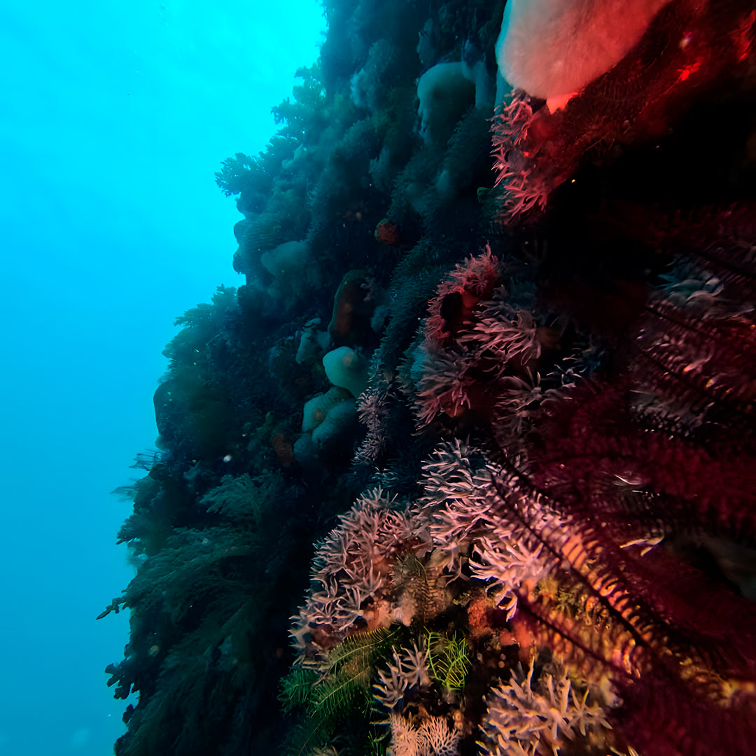 PADI Enriched Air (Nitrox) Diver Course in Ticao Island