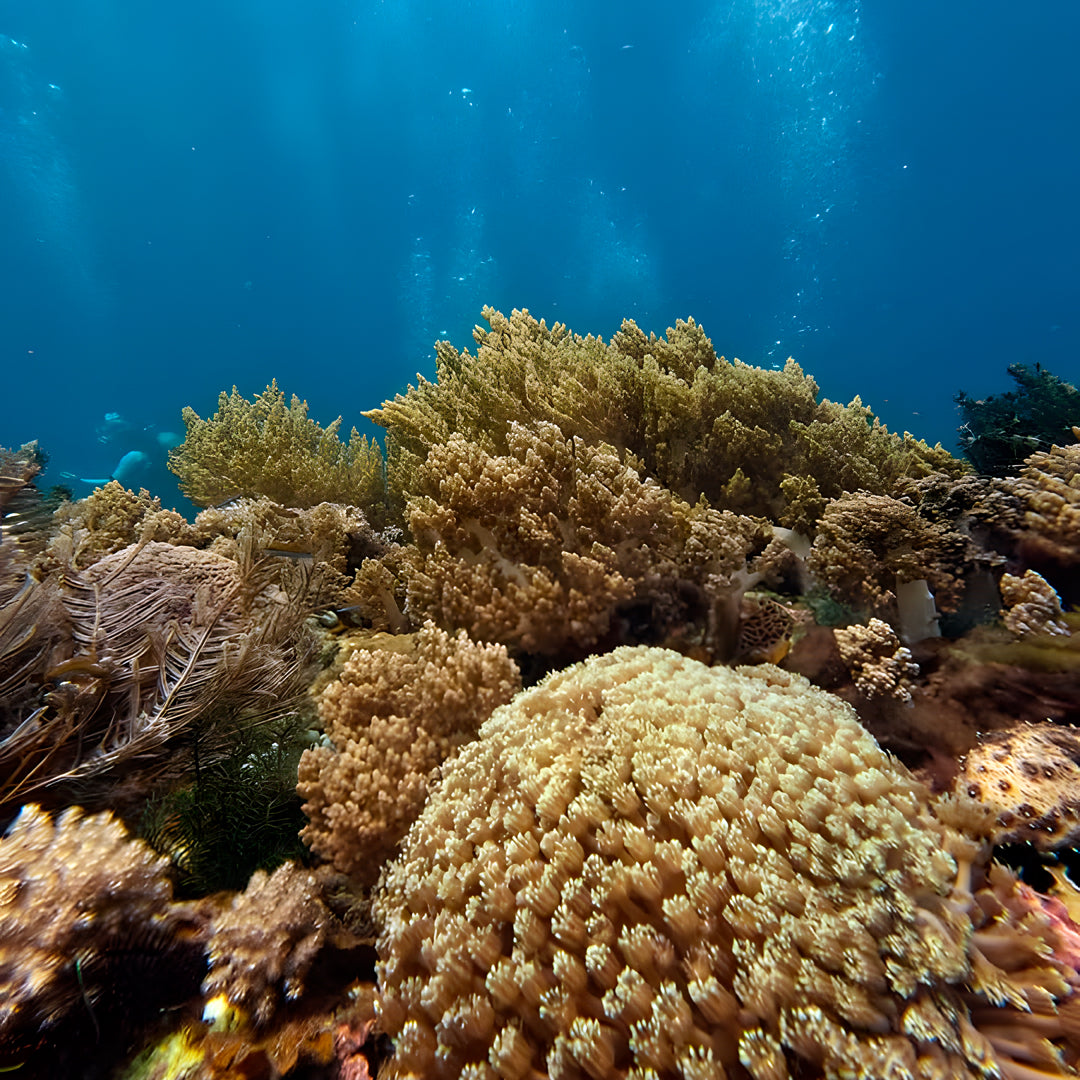 PADI Enriched Air (Nitrox) Diver Course in Ticao Island
