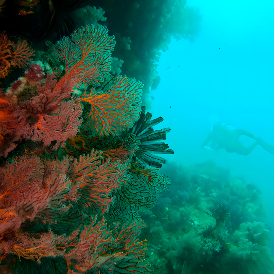 PADI Rescue Diver in Ticao Island