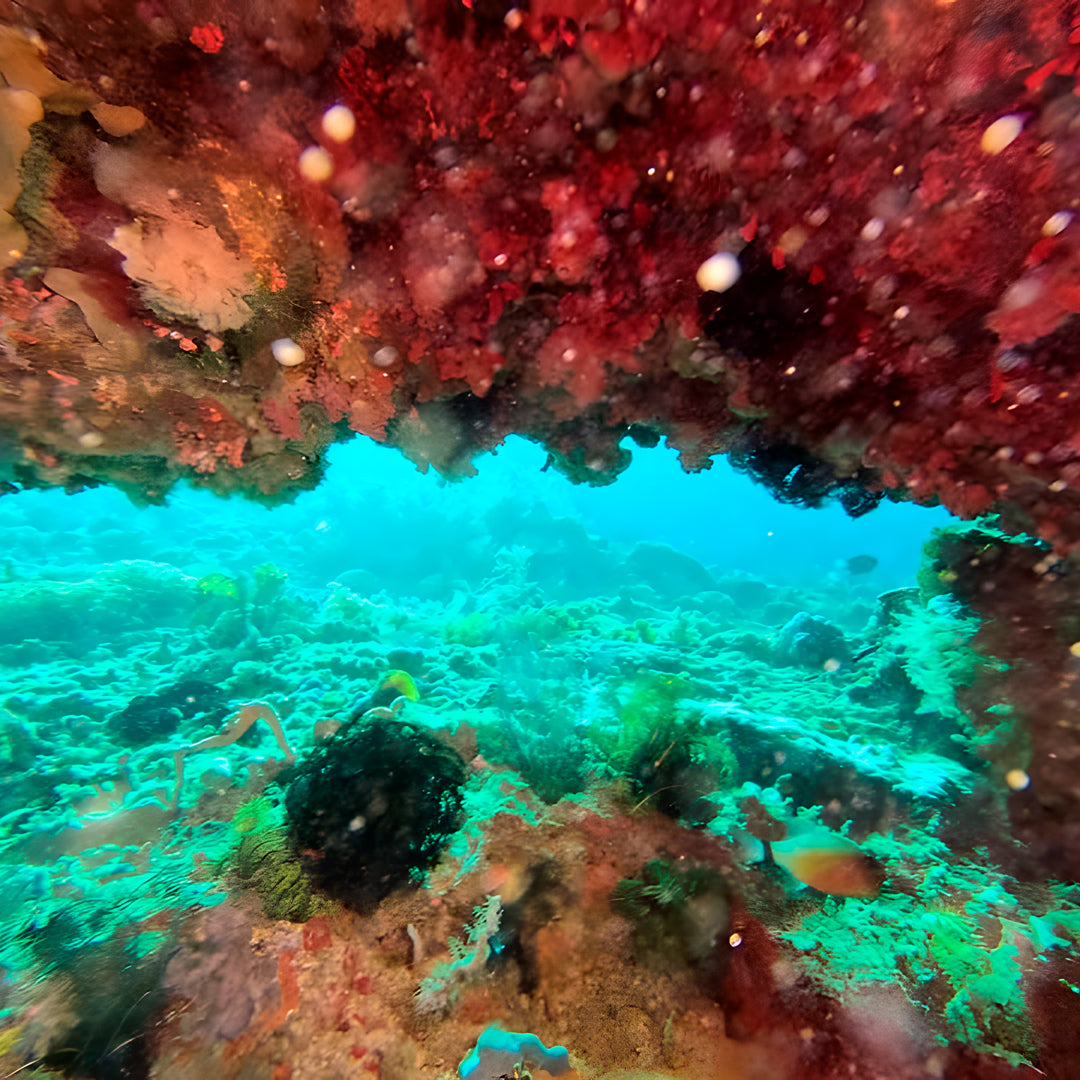 PADI Rescue Diver in Ticao Island