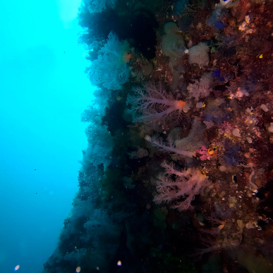 PADI Rescue Diver in Ticao Island