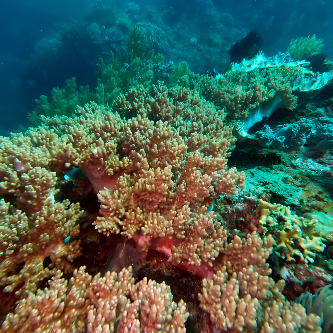 PADI Rescue Diver in Ticao Island