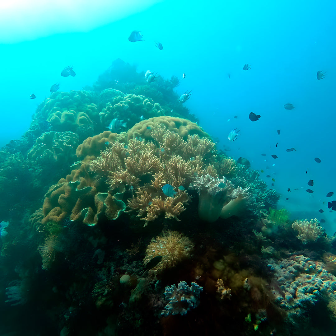 PADI Enriched Air (Nitrox) Diver Course in Ticao Island