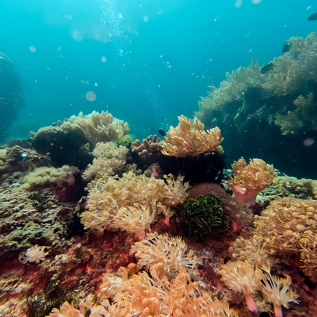 Curso de Divemaster de PADI