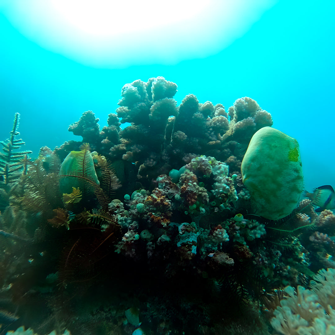 PADI Discover Scuba Diving