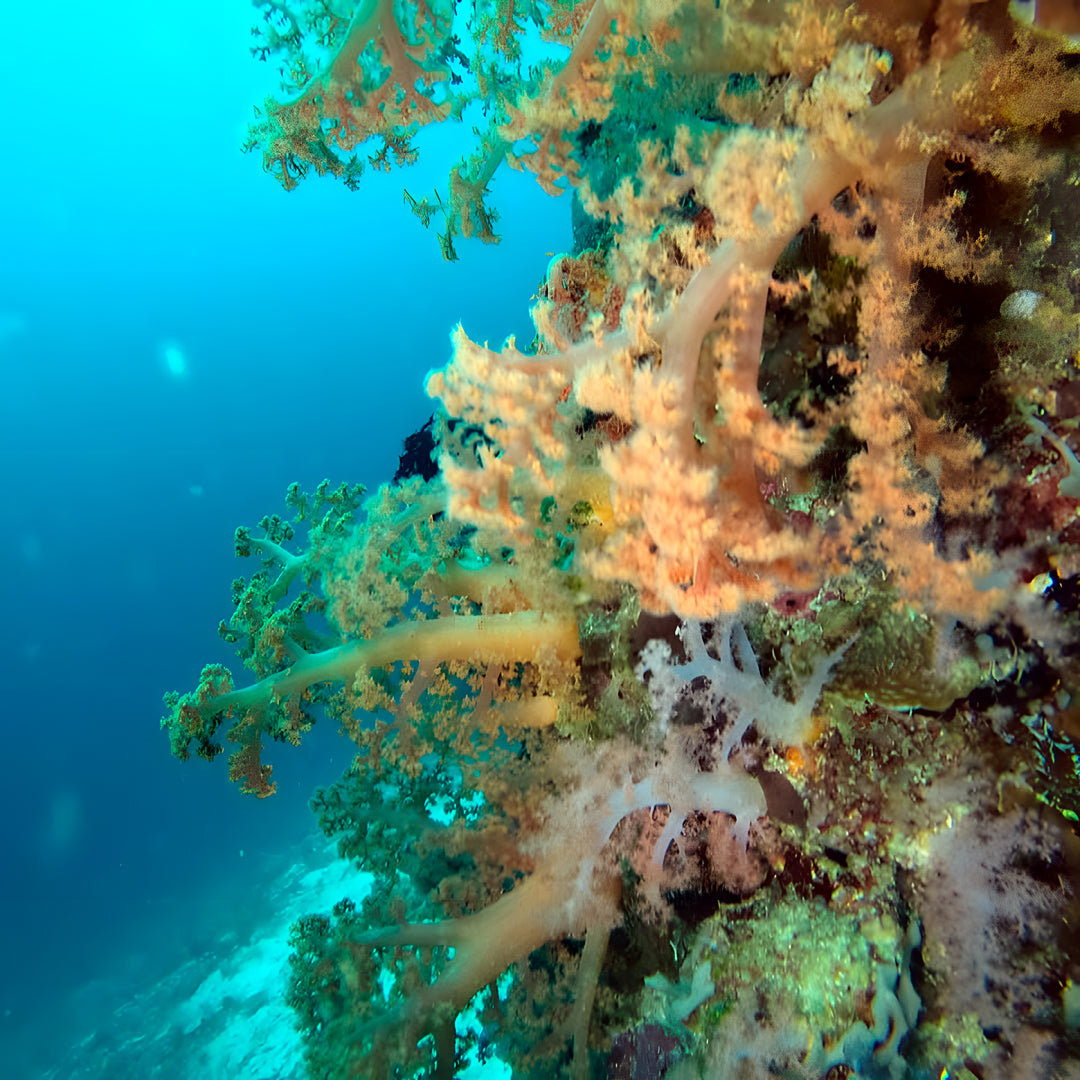 Buceo recreativo - Isla Ticao