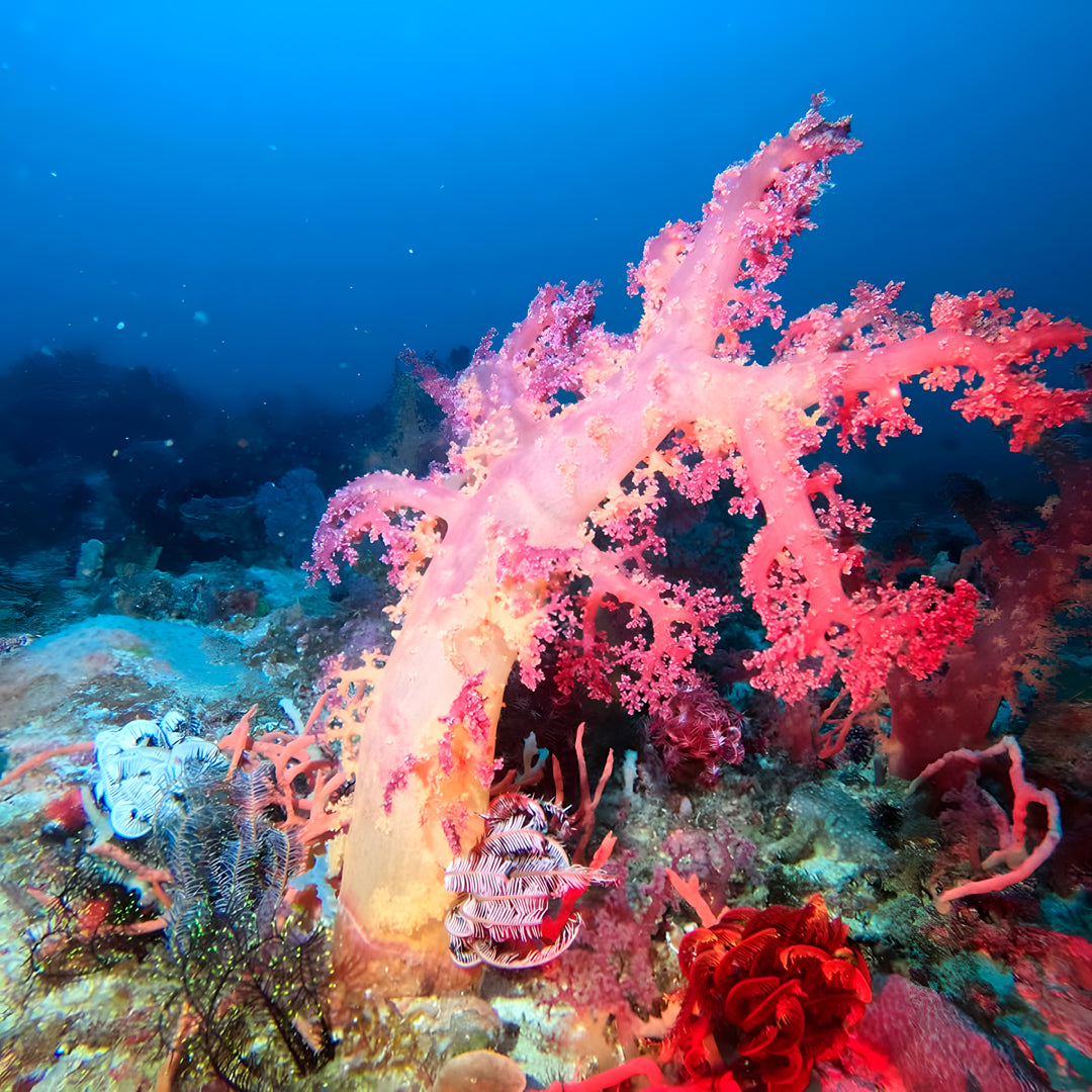 11D10N Buceo Ticao Plus