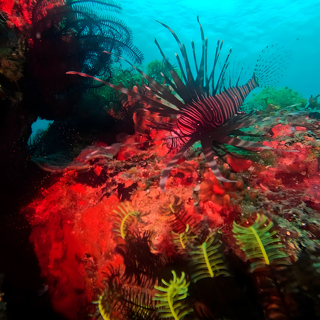8D7N Buceo y Relax