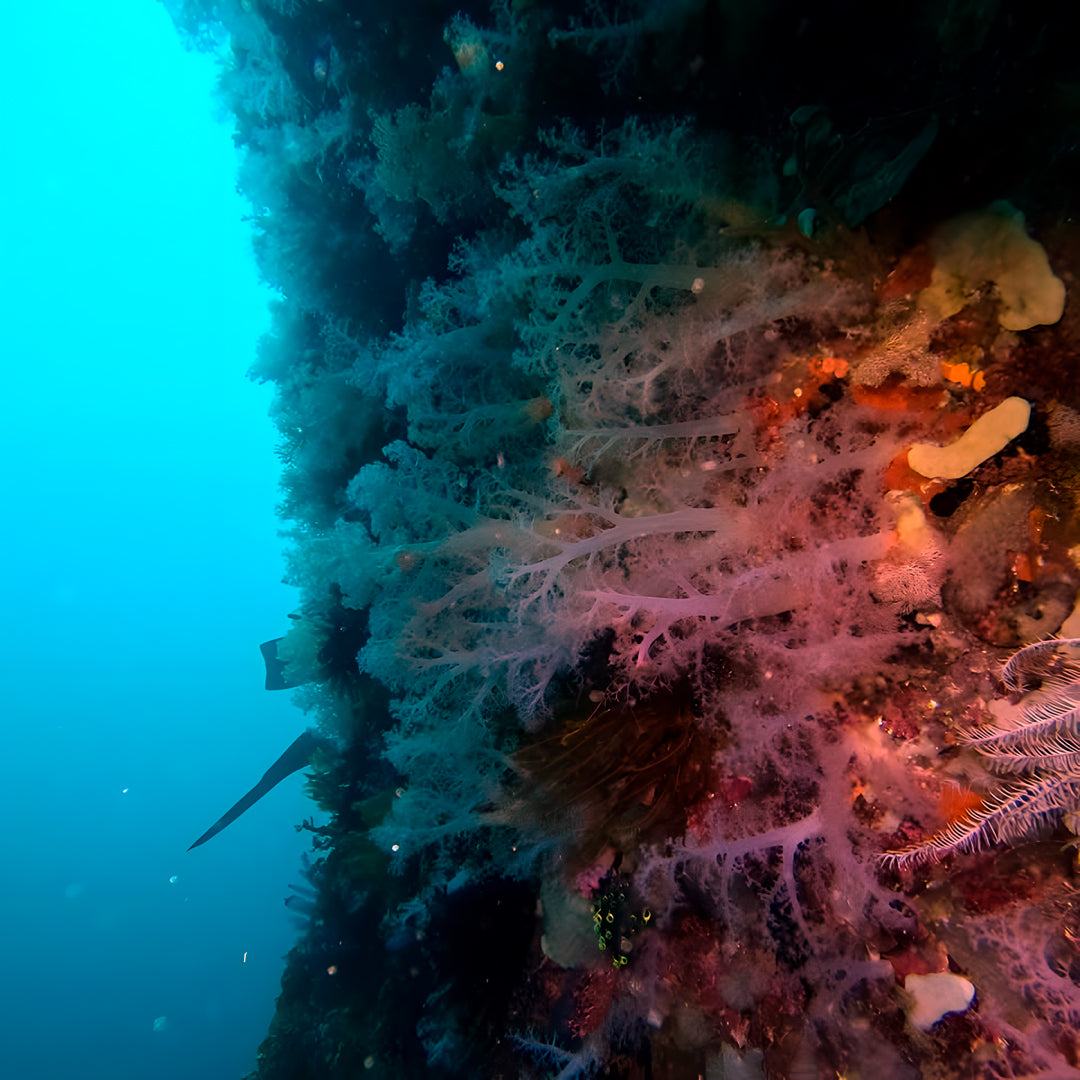 5 días y 4 noches de buceo en Ticao y más