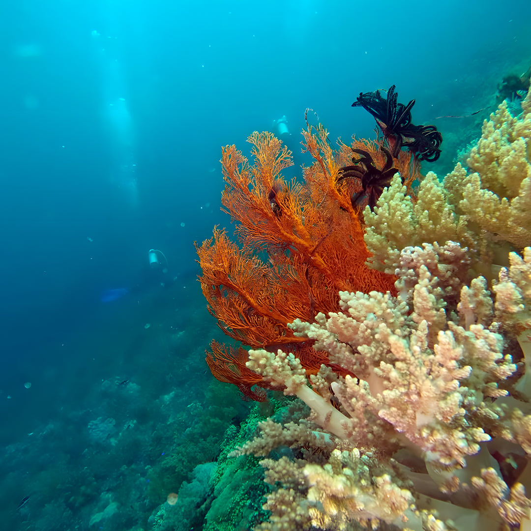 5 días y 4 noches de buceo en Ticao y más