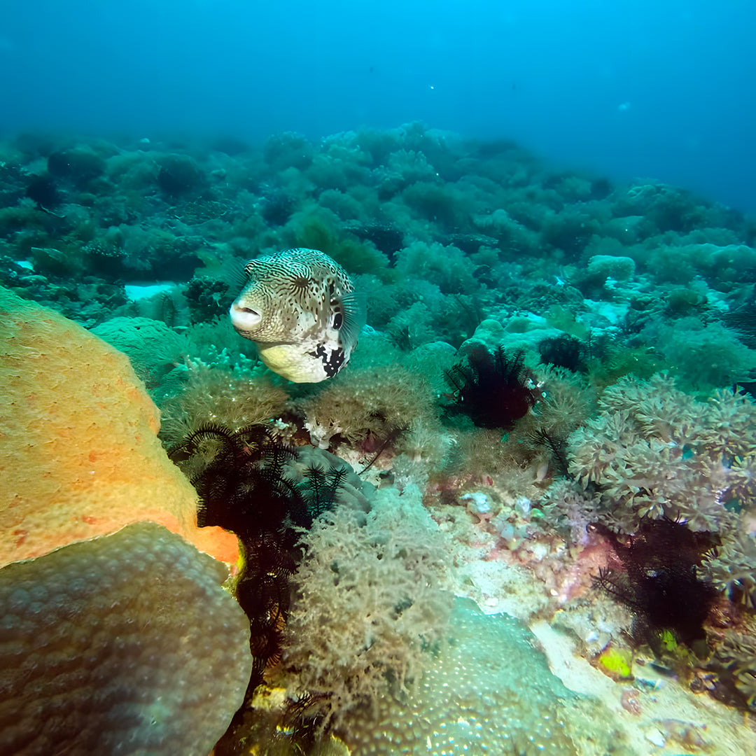 PADI Rescue Diver in Ticao Island