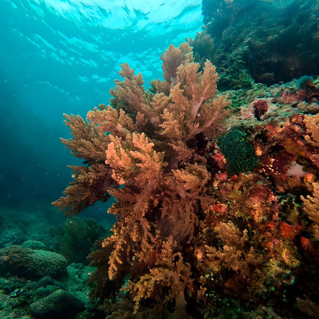 PADI Enriched Air (Nitrox) Diver Course in Ticao Island