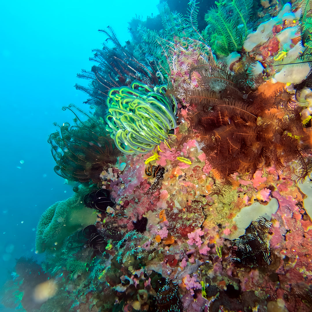 Curso de Divemaster de PADI